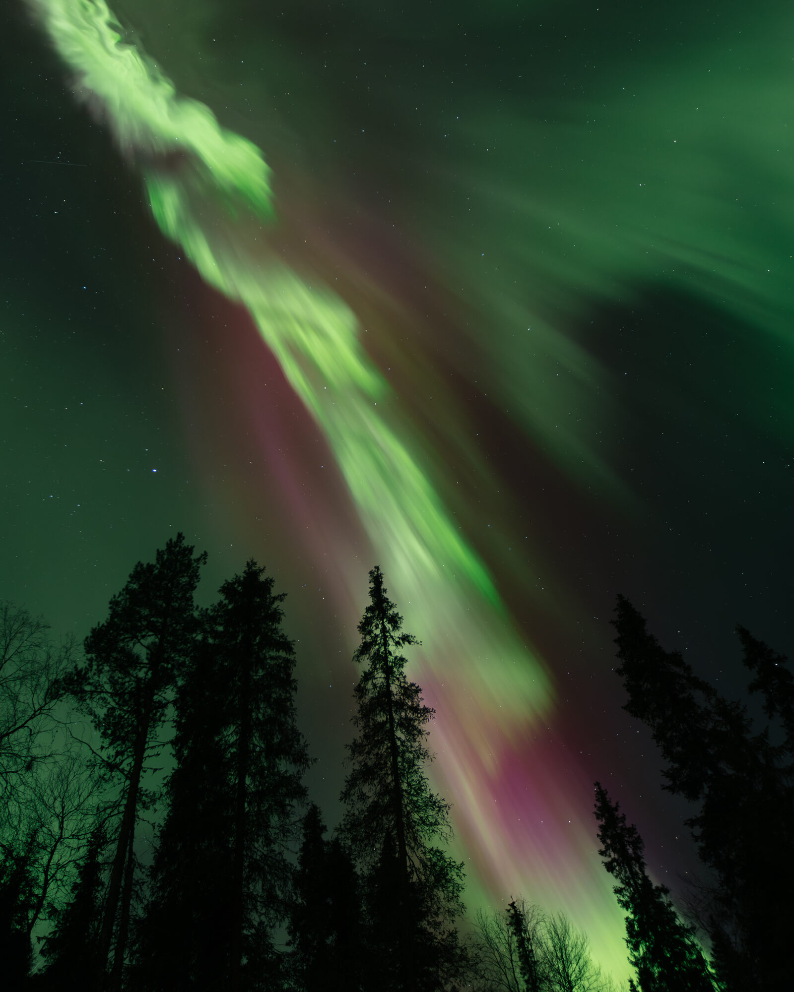 A green and pink aurora corona over silhouetted spruce forest near Levi in Finnish Lapland.
