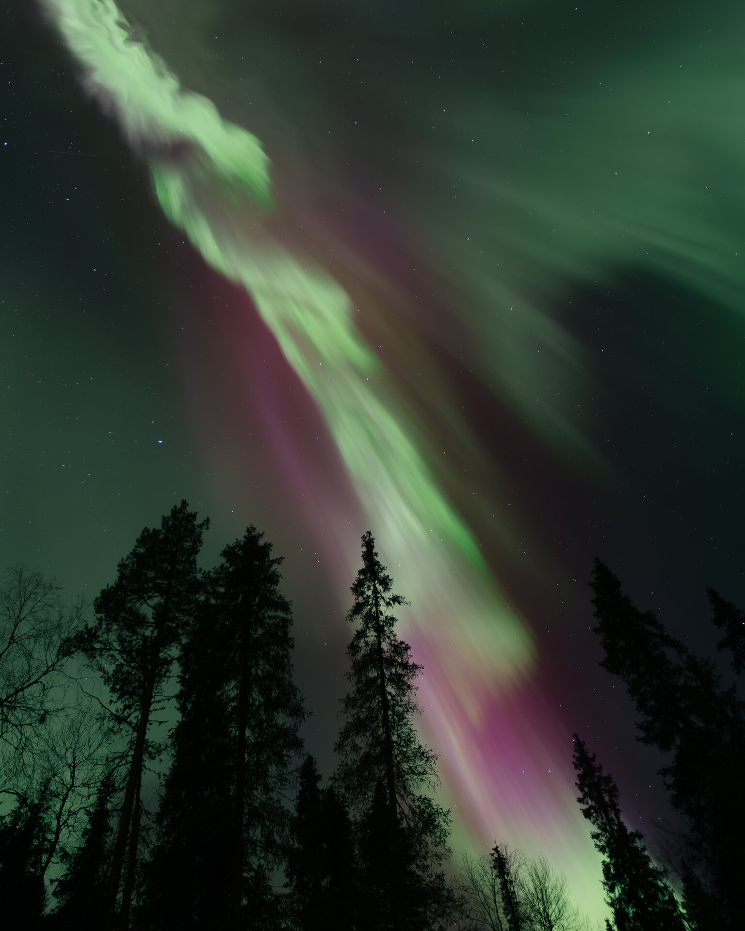 A pillar of Northern Lights rising over the dark forest at Sixty Eight North in Finnish Lapland, snow on the ground in the foreground.